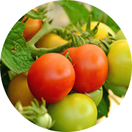 Bo Farms - Crop Production