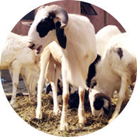 Bo Farms - Animal Husbandry